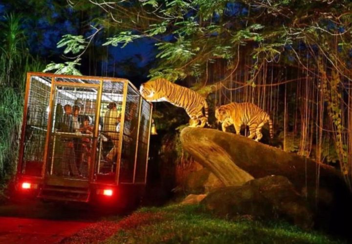 Night at Zoo Gianyar, Night Vacation in Bali