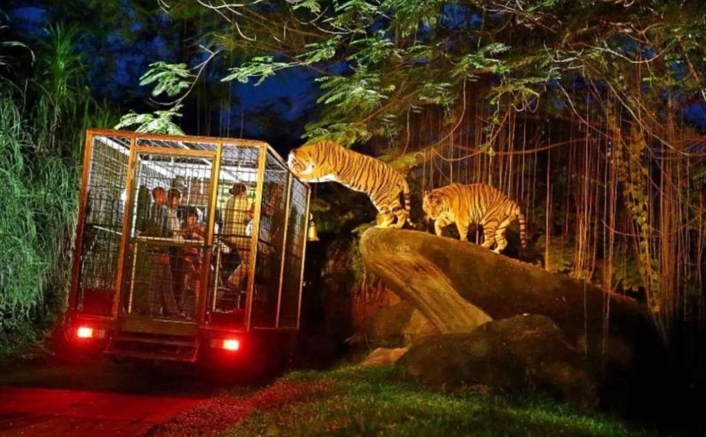 Night at Zoo Gianyar, Night Vacation in Bali