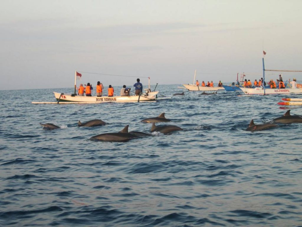 Wild Dolphins at Lovina Beach