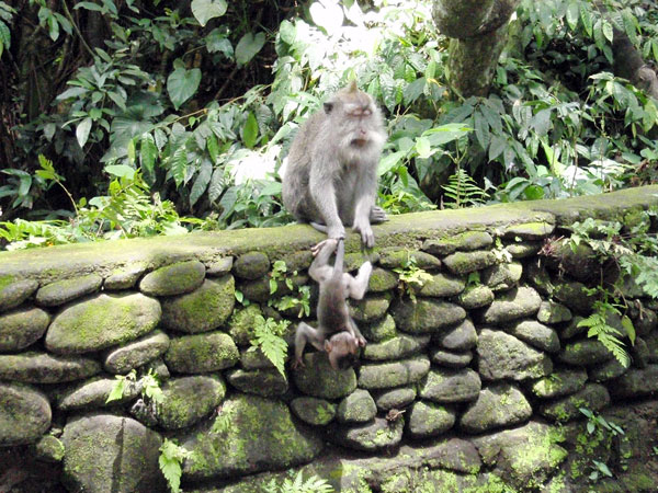 Mandala Wisata Wena Wana or Monkey Forest Bali