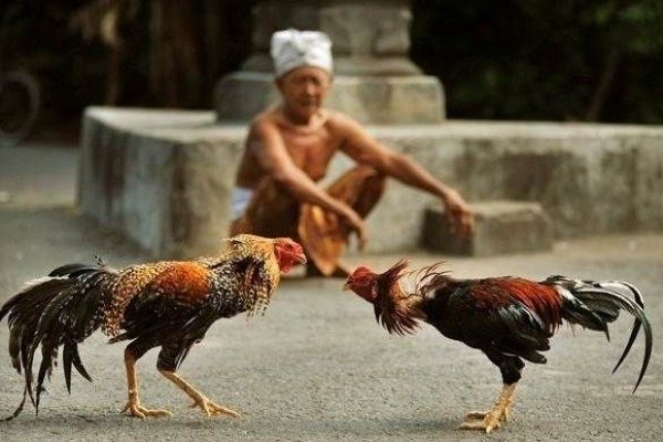chickens for Balinese Hindus