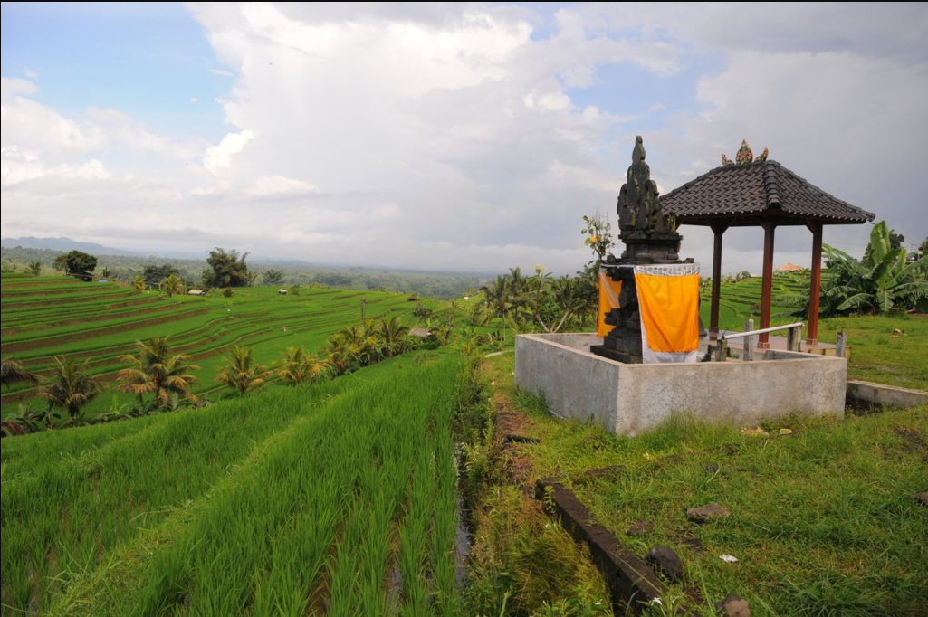 Traditional Subak Irrigation System in Bali