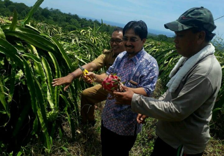 Mengwitani Dragon Fruit Farm Agrotourism, A New Vacation Atmosphere Choice in Bali