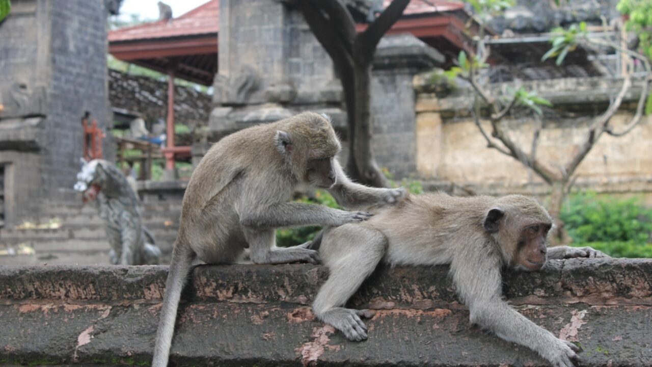 Baby macaque monkeys for sale at Denpasar Bird Market (Pas…