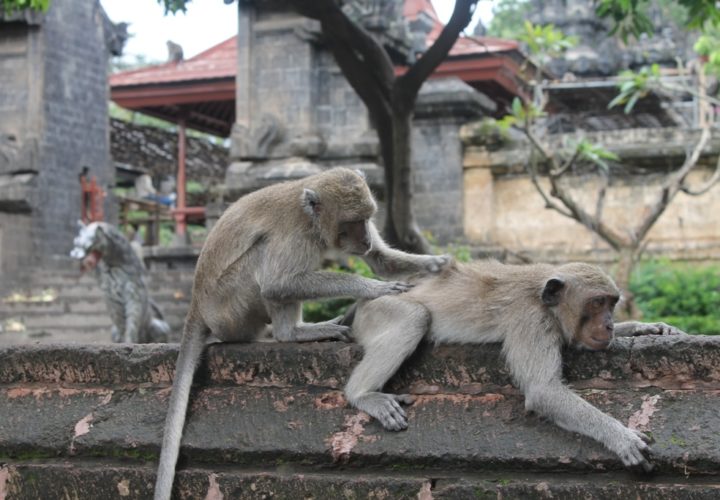 Unique Facts about Monkey Behavior in Uluwatu