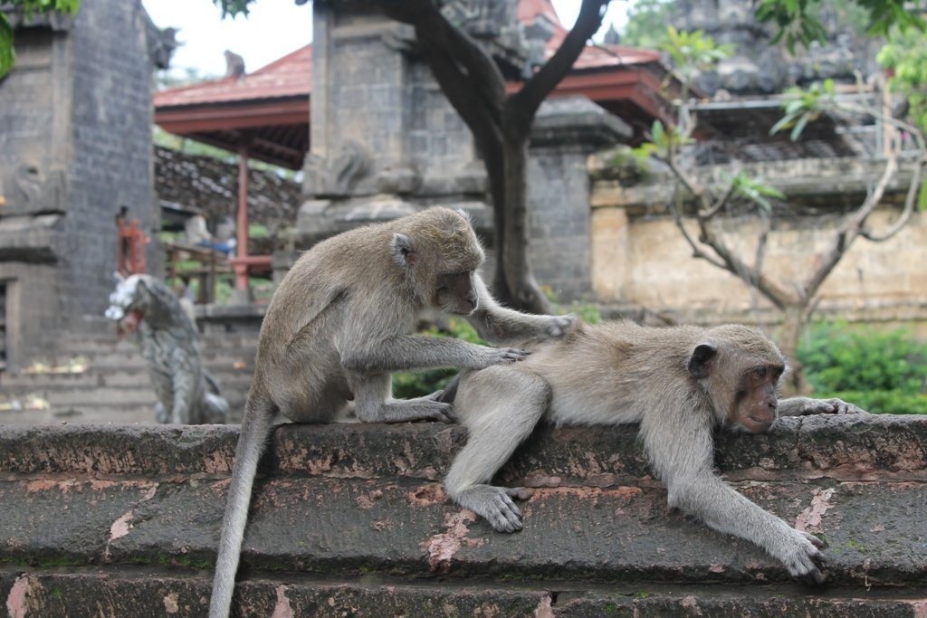 The behavior of monkeys in Uluwatu is proof of their intelligence