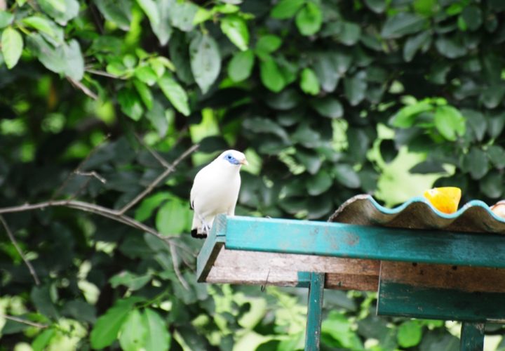 West Bali National Park, Get Closer to the Bali Starling Here